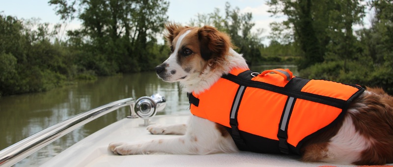 Hund an Bord mit Schwimmweste