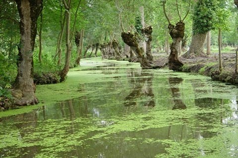 Das Sumpfgebiet Marais Poitevin