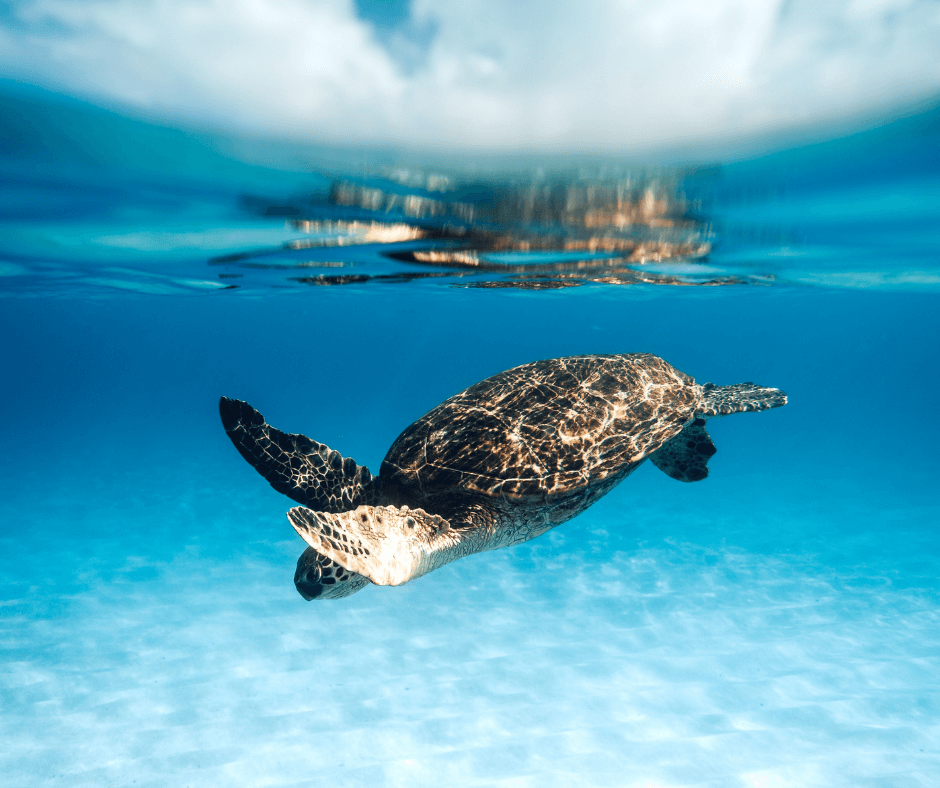Caretta Caretta Schildkröte oder Karettschildkröte im Wasser
