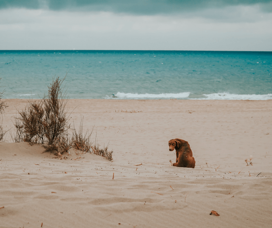 Hund am Strand in Türkei