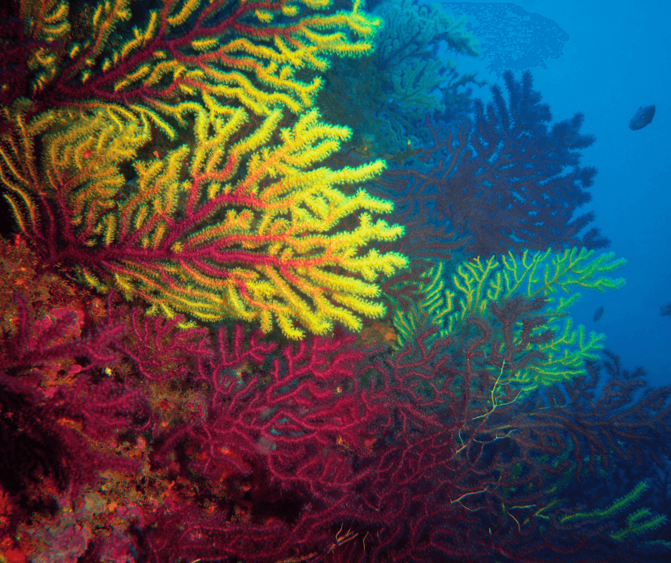 Einzigartie Farben und Symbiosen in der Welt der Korallenriffe