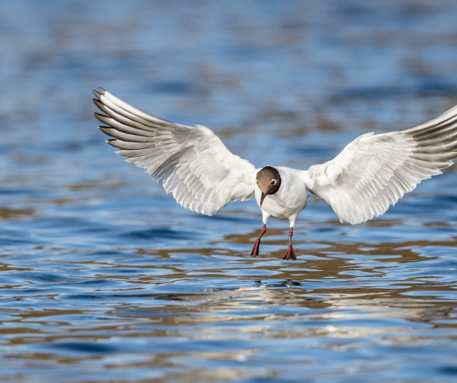 Beim Schnorchelurlaub lässt sich auch ein landender Eisvogel auf dem schmalen Luzin entdecken 