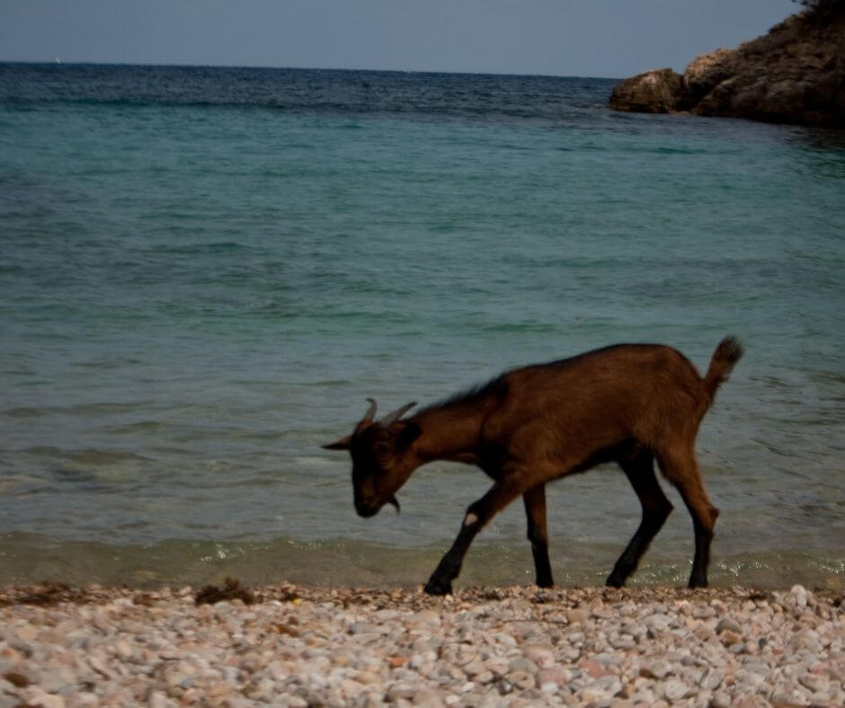 Eine Ziege am Kieselstrand von Mallorca. Dahinter sieht man das Meer.