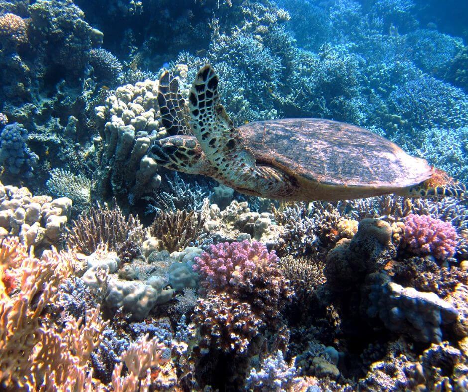 Eine Schildkröte, die inmitten von Korallen schwimmt.