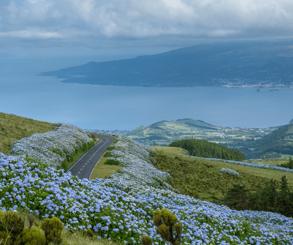 Die Insel Faial wird auch blaue Insel genannt, blaue Hortensien auf Hügeln