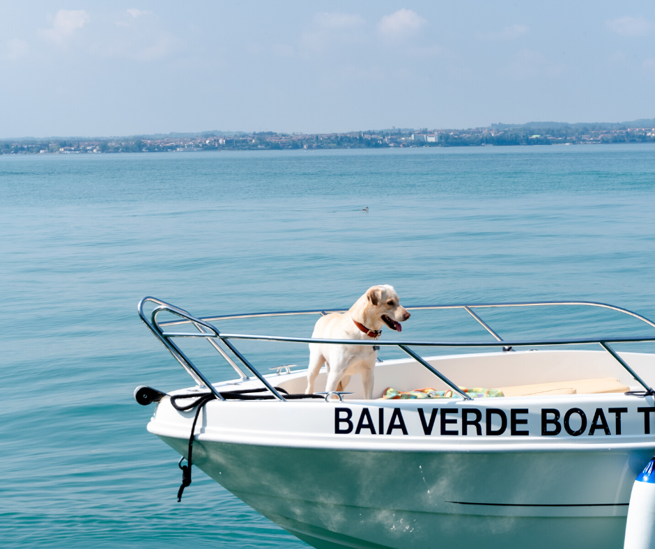 Perro pequeño a bordo de un barco 