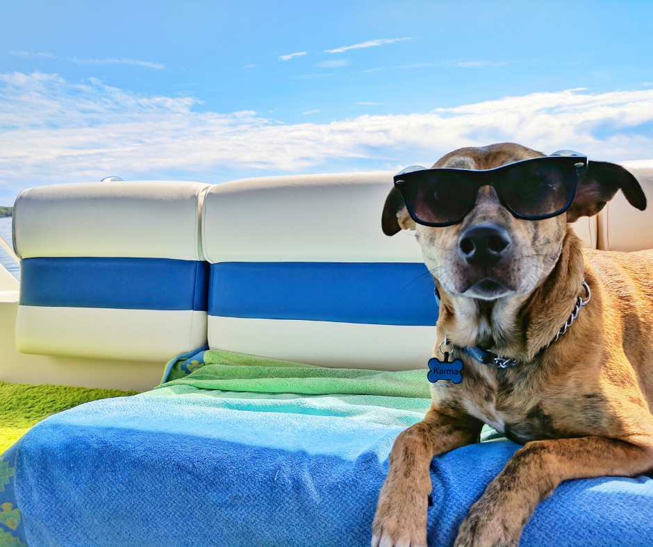 Perro con gafas de sol
