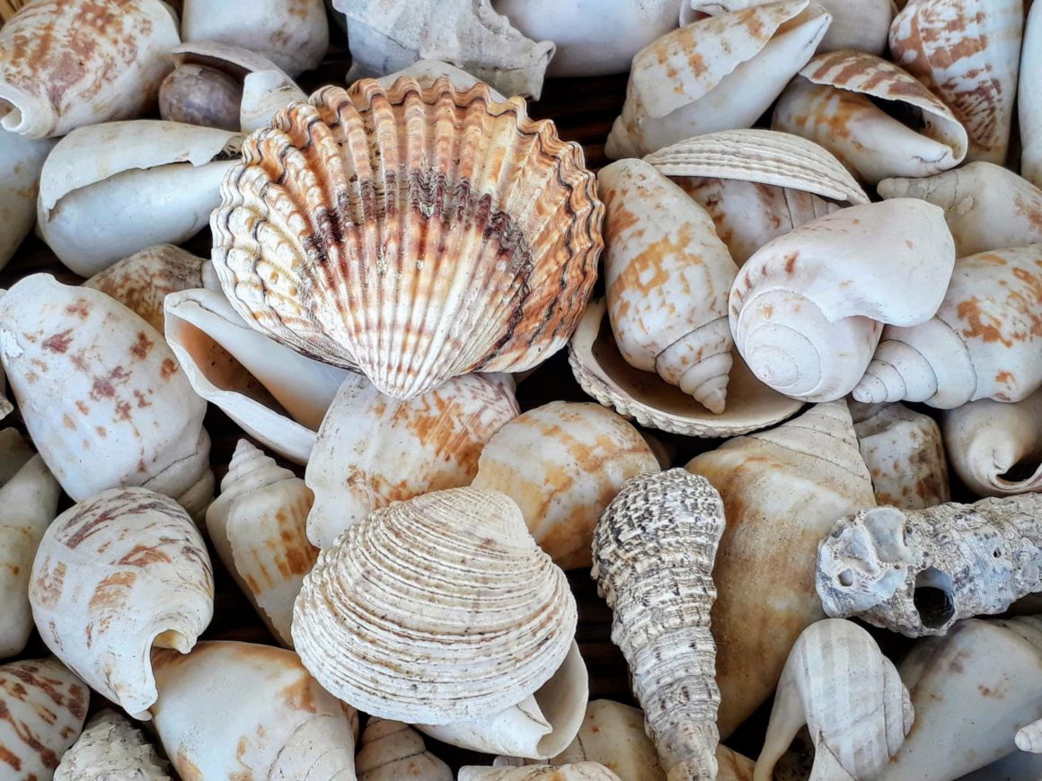 Conchas y caracolas. Respeta el mar y el turismo sostenible y no te las lleves.