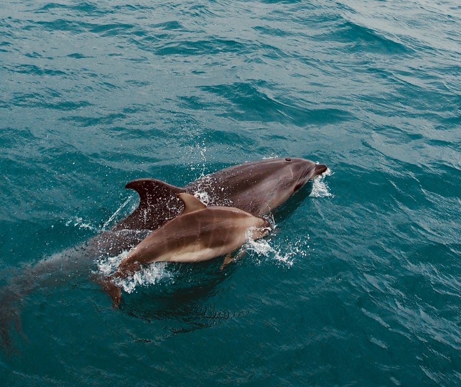 Mandelieu-la-Napoule, dauphins
