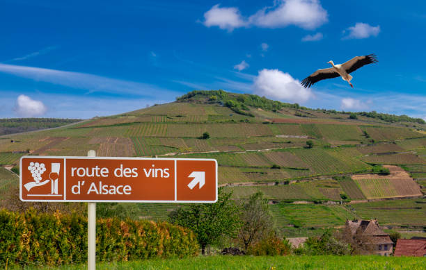 Route des vins d'Alsace pendant une semaine en Alsace