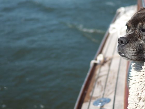 vacanza con il cane a bordo barca