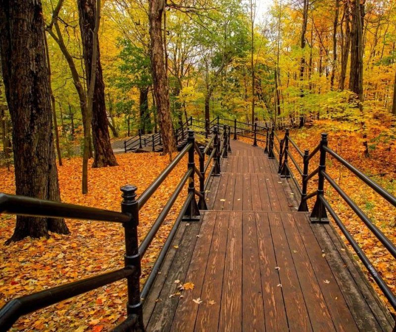 passerella di legno in foresta con alberi e foglie in autunno