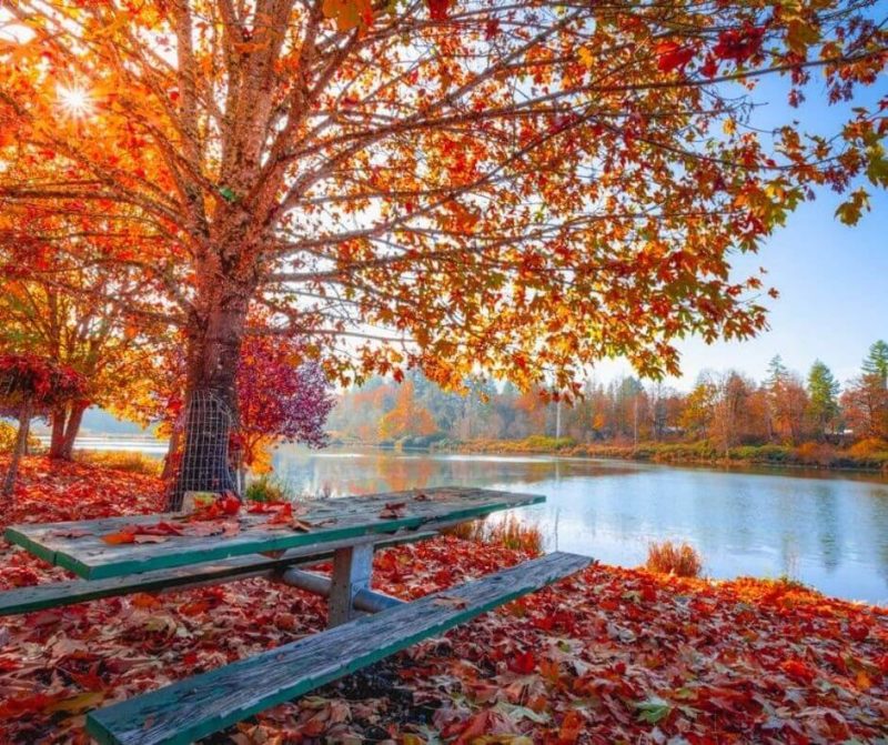 paesaggio con alberi autunno, specchio d'acqua e foglie cadute