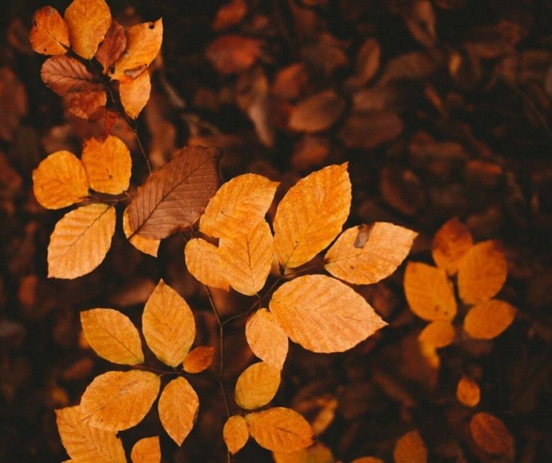 foglie gialle in autunno