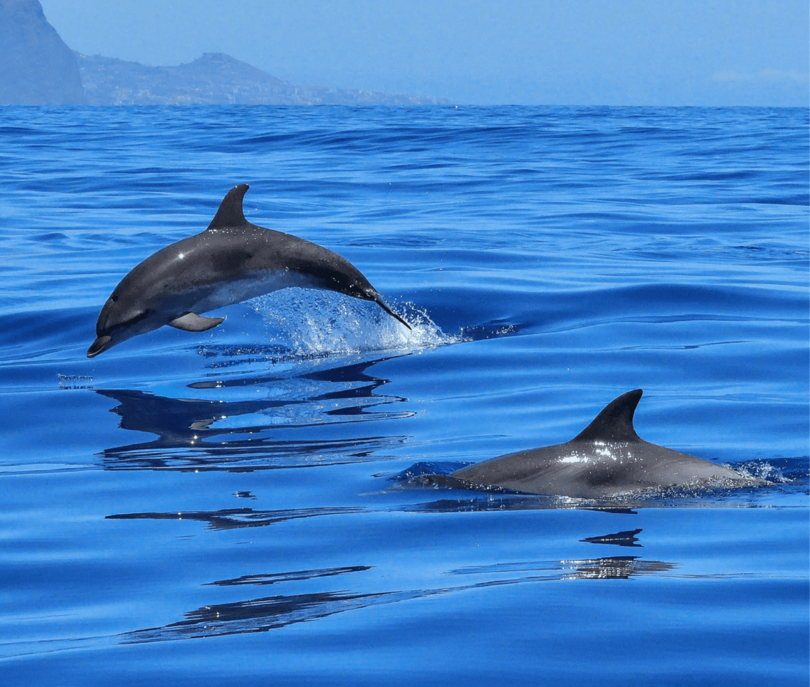 delfini che saltano nel mare
