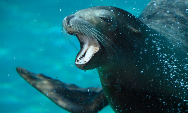 fauna marina: un leone marina sott'acqua che sorride