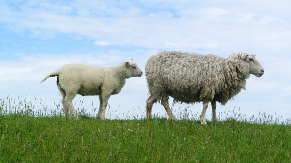 schapen texel zeiltocht 