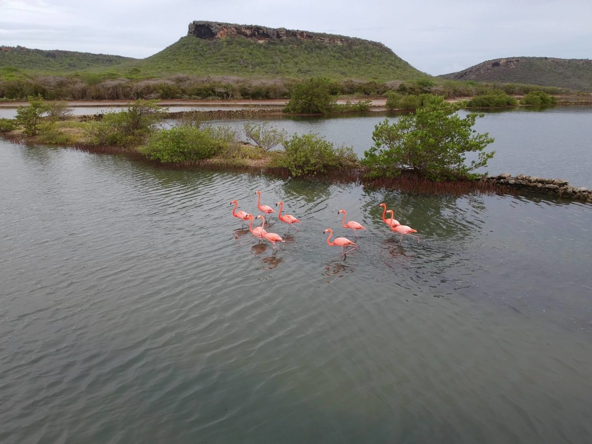 Boot huren Curacao. Flamingo's spotten.