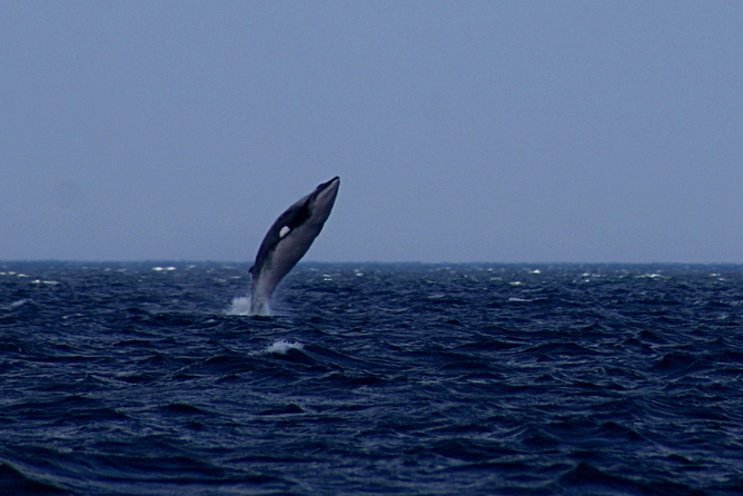 Whale jumping up from the waves in open waters
