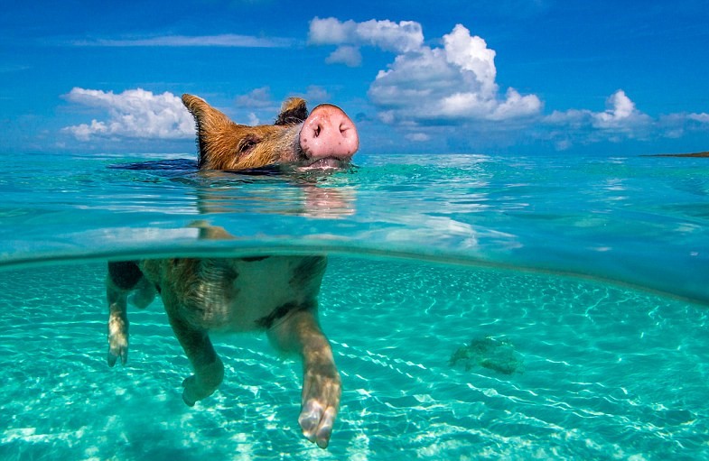 Swimming pig in the Bahamas 