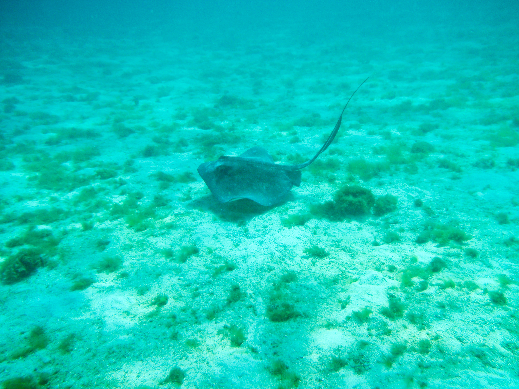 Experience the amazing underwater world when sailing in Guadeloupe