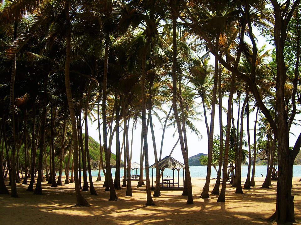 Explore the palm.lined beaches when sailing Guadeloupe