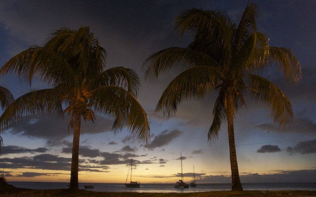 Palm trees on the beach in Martinique