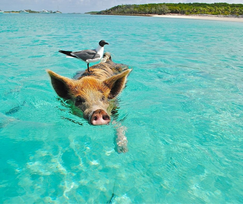 Pig swimming in Bahamas