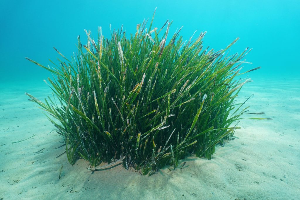 Posidonia