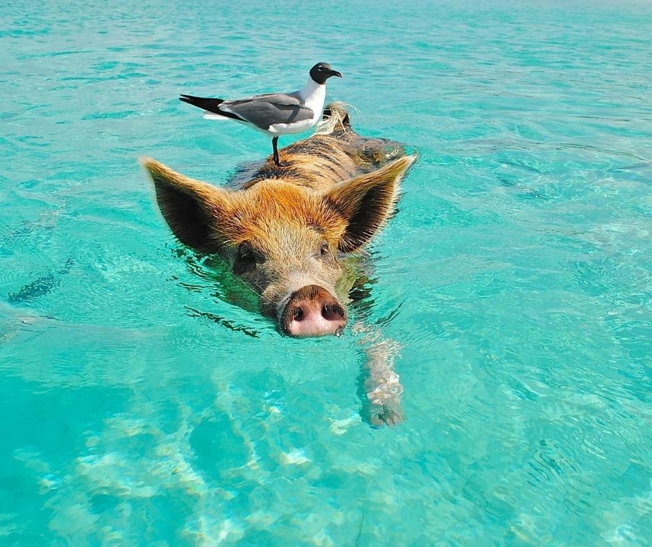 Peculiar water pigs in Bahamas