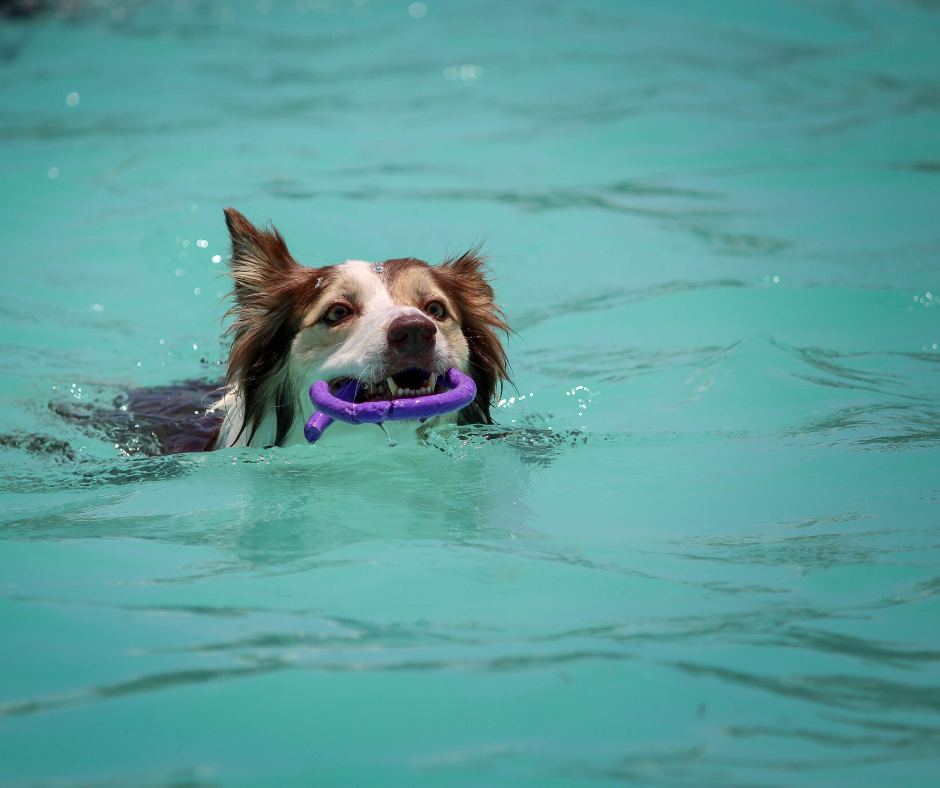 Swimming lessons with your dog