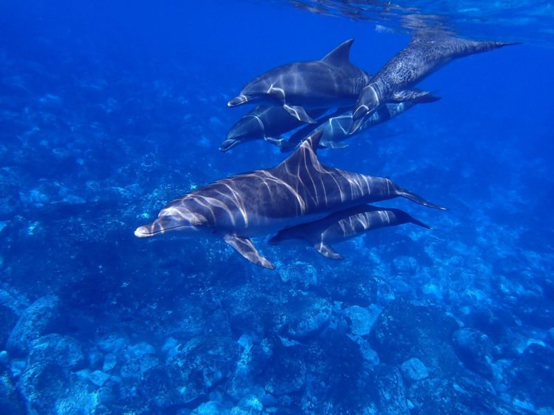 dolphins in water. boating trips to see dolphins. dolphin tours. ocean with dolphins 