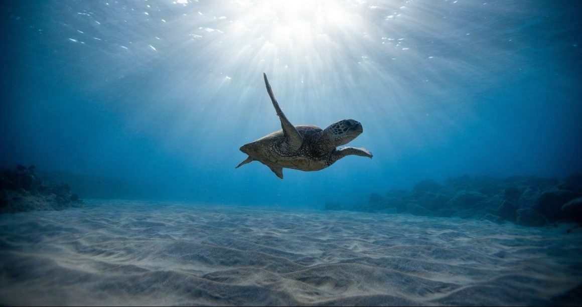 sea turtle in water, turquoise water, sand, sunlight, sun in water, underwater photograpy, marine life
