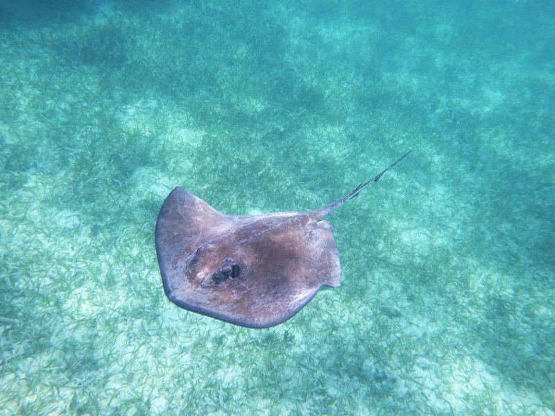 Stingray - one of the creatures you can see while snorkeling at Davis Reef in Florida Keys