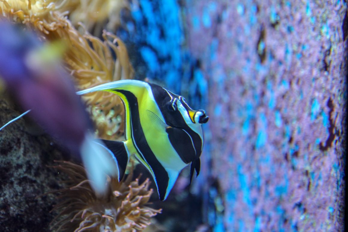 Angelfish - one of the species you can see while snorkeling at the Sea Gardens in Florida Keys