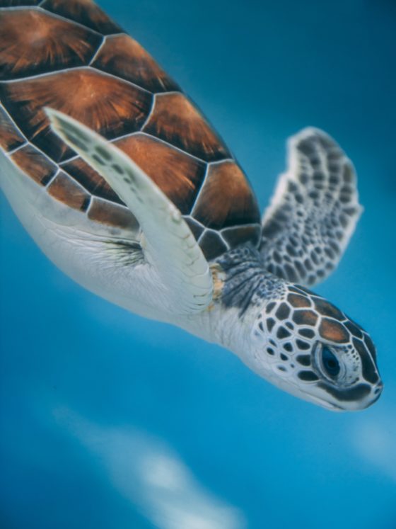 A turtle, like those you can visit at the turtle hospital during Florida Keys vacations.