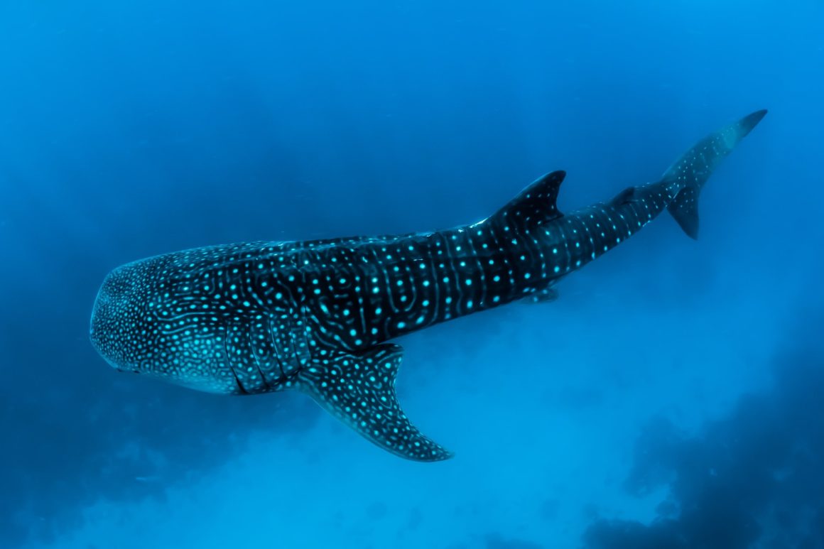 Whale sharks, one of the species you can swim with during an Isla Mujeres snorkeling holiday.