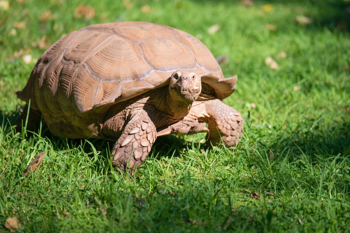 A tortoise, one of the animals you can see in A Cupulatta