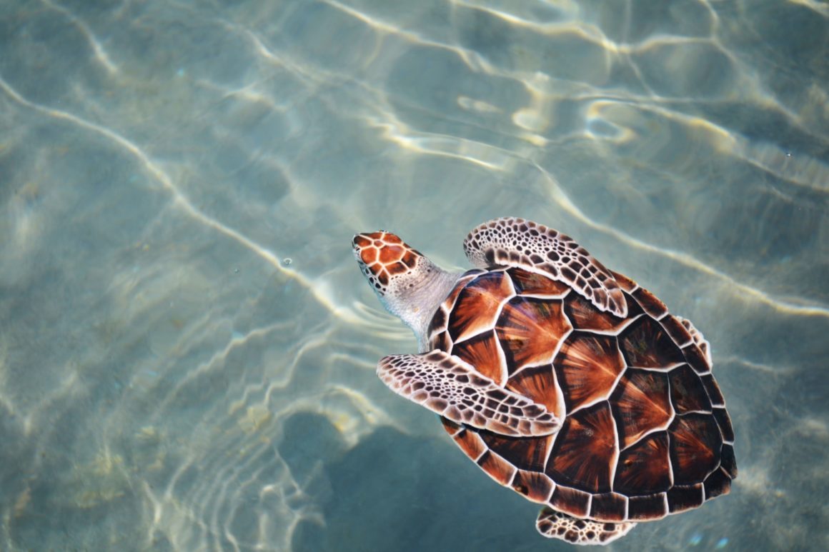 A loggerhead turtle, one of the species you can see if you go to Split's beaches