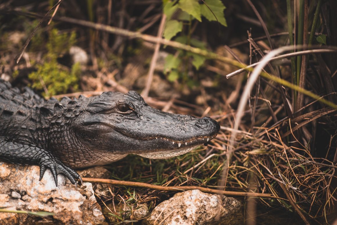 An American alligator, one of the species you can see if you visit the Everglades National Park while boating in Miami