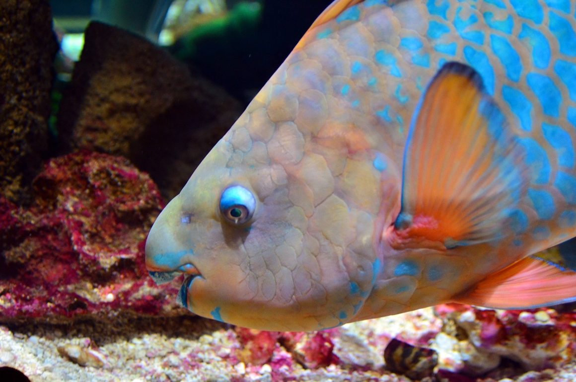 A parrotfish, one of the species you can see if you go snorkeling during your Miami boating trip