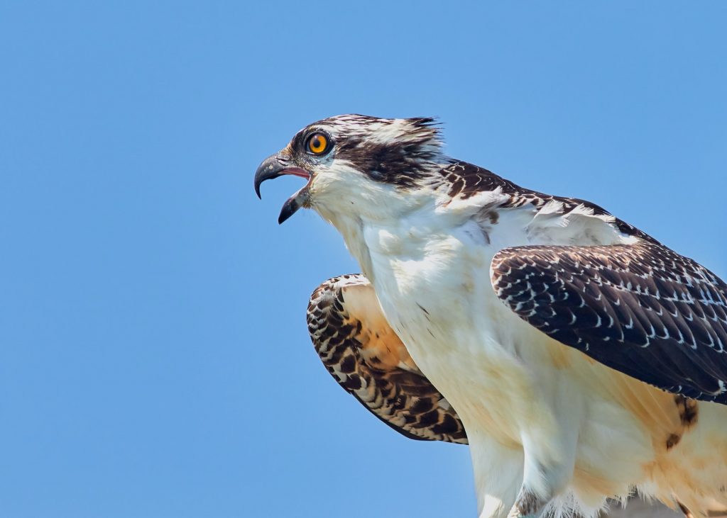 Osprey bird in Antigua