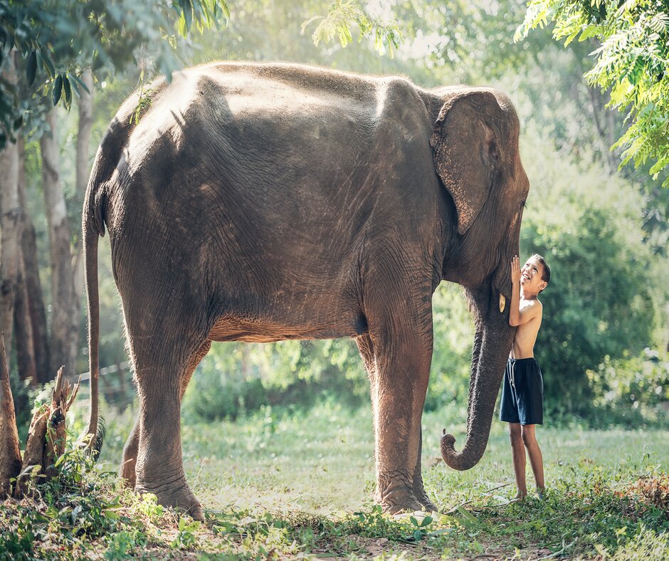 Photo of young boy showing admiration to an elephant and caressing its trunk 